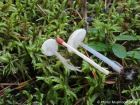 Mycena laevigata
