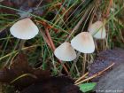 Mycena metata