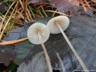 Mycena metata