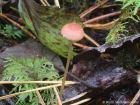 Mycena rosella