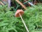 Mycena rosella