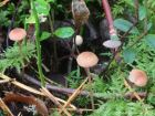 Mycena rosella