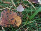 Mycena urania