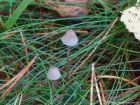 Mycena urania