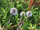 Mycena urania