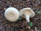 Paralepista gilva