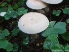 Paralepista gilva