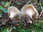 Paralepista gilva