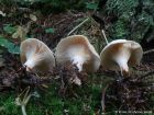Paralepista gilva