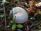 Pholiota lenta