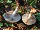 Pholiota lenta