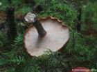Picipes tubaeformis