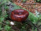 Picipes tubaeformis