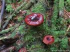 Picipes tubaeformis