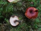 Picipes tubaeformis
