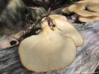 Polyporus squamosus