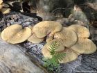 Polyporus squamosus
