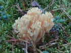 Ramaria pallida