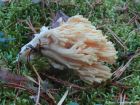 Ramaria pallida