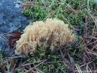 Ramaria pallida