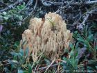 Ramaria pallida