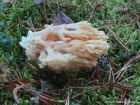 Ramaria pallida