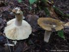 Russula clavipes