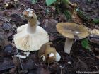 Russula clavipes