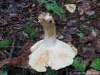 Russula clavipes