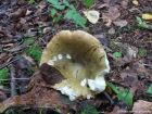 Russula clavipes