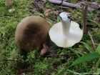 Russula clavipes