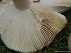 Russula clavipes