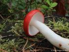 Russula emetica