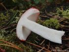 Russula emetica