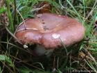 Russula integra