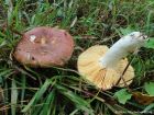Russula integra