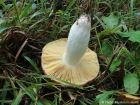 Russula integra