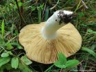 Russula integra
