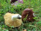 Russula integra