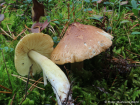 Tricholoma aestuans