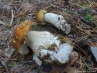 Tricholoma arvernense