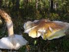 Tricholoma arvernense