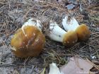 Tricholoma arvernense