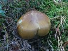 Tricholoma arvernense