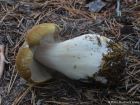 Tricholoma arvernense