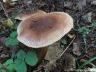 Tricholoma fulvum