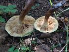 Tricholoma fulvum