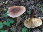 Tricholoma fulvum