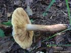 Tricholoma fulvum