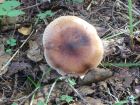 Tricholoma fulvum